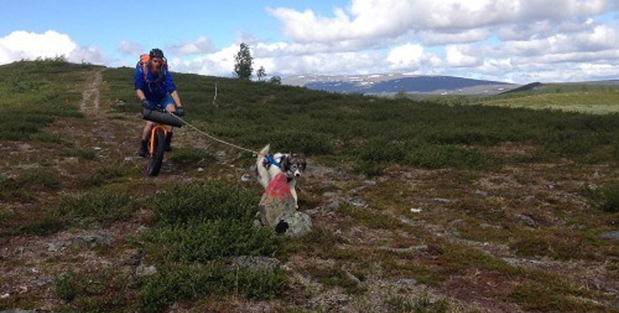 en man som cyklar på fatbike med hund upp i fjälle